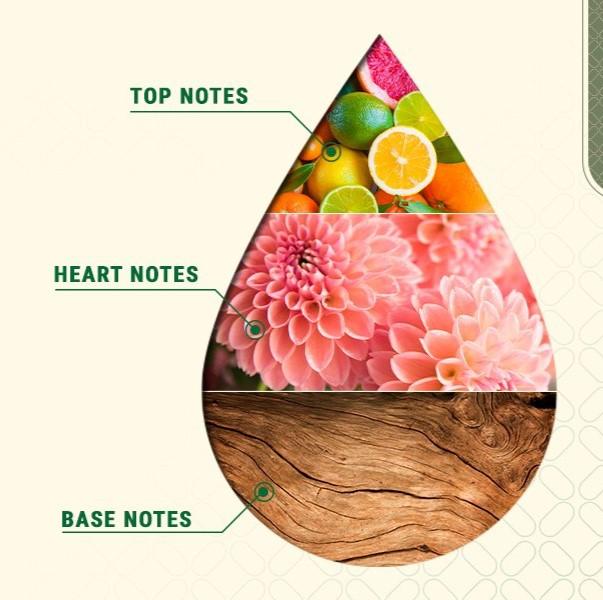 Minh họa các note hương cuối (base notes) quyết định độ lưu hương của nước hoa nam.